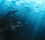 Aquaman_0840.jpg