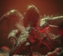 Aquaman_2804.jpg