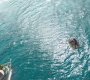 Filename=Aquaman_2815.jpg
Filesize=615KiB
Dimensions=1920x1080
Date added=Oct 12, 2021 Aquaman_2815.jpg