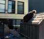 Filename=TDKR-04163.jpg
Filesize=229KiB
Dimensions=1920x1080
Date added=Oct 13, 2021 TDKR-04163.jpg