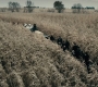 BvS_2730.jpg