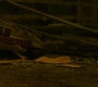 BlackWidow_1355.jpg
