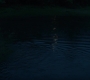 BlackWidow_1427.jpg