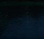 BlackWidow_1428.jpg