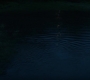 BlackWidow_1429.jpg