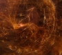 HOTN_3536.jpg