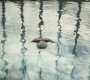 HOTN_3954.jpg