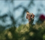 Filename=MoonKnight1_0368.jpg
Filesize=148KiB
Dimensions=1920x808
Date added=Apr 04, 2022 MoonKnight1_0368.jpg