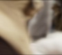 Filename=MoonKnight1_0460.jpg
Filesize=62KiB
Dimensions=1920x808
Date added=Apr 04, 2022 MoonKnight1_0460.jpg